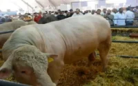 Le SIAM dédie sa sixième édition à l'agriculture solidaire
