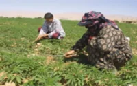 L'Istiqlal propose la légalisation du cannabis