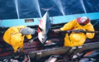 L'accord de pêche Maroc-UE prolongé d'un an