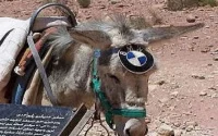 Insolite : concours de beauté pour les ânes au Maroc