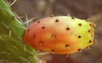 L'huile de figues de barbarie, nouvelle huile d'argan ?