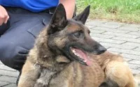 Le Maroc importe des chiens policiers d'Espagne