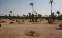 Plus de 300 palmiers ravagés par le feu à Marrakech, en moins d'un mois