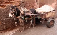 Où sont passés les ânes du Maroc ?