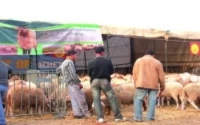Immolations par le feu pour le mouton de l'Aïd à Marrakech et Oujda