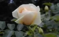 El-Kalaâ M'Gouna : quand la ville se couvre de pétales de roses