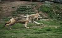 Au secours, les sangliers et les loups envahissent Rabat !