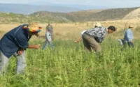 Des gendarmes séquestrés par des producteurs de cannabis à Taounate