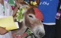 "Moi, Marbouh, plus bel âne du Maroc"