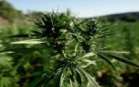 L'Algérie aurait saisi 127 tonnes de drogue en provenance du Maroc