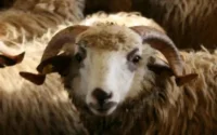 Un militaire se suicide pour un mouton à Ouarzazate
