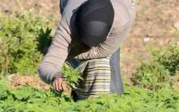 Des agriculteurs cultivent du cannabis dans des cimetières du nord du Maroc