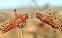 Criquets : Convention entre la FAO et le Maroc