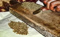 Les producteurs de cannabis au Maroc exploités à des fins électorales