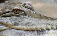Le crocodile de Rabat court toujours ...