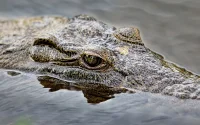 Recherche crocodile de Rabat mort ou vif !