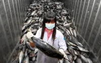 Du poisson chinois radioactif dans les assiettes des Marocains