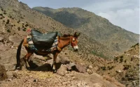 Fait rarissime : une mule met bas à l'Oukaïmeden au Maroc