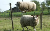 Le mouton, une « manière de montrer sa richesse »