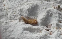 De la farine de mauvaise qualité vendue au Maroc
