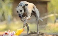 Les chiens marocains ont la cote en Amérique et en Europe