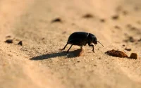 Maroc : les régions où la température atteindra 46 degrés