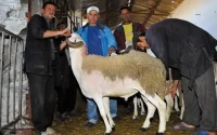 Aïd Al Adha 2015 : jeudi 24 septembre au Maroc