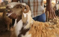 Aïd Al Adha 2015 : Les Marocains dépenseront dix milliards DH pour acheter des moutons
