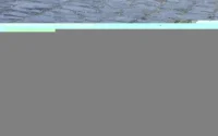 Un enfant de 4 ans tué par un chien enragé au sud du Maroc