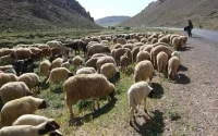 L'armée algérienne accusée de voler du bétail marocain