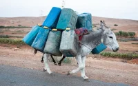 Du carburant de contrebande saisi à la frontière maroco-algérienne