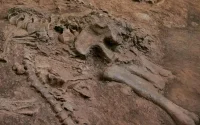 D'importants gisements de dinosaures découverts au Maroc