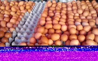 Ramadan 2016 : le Maroc va baisser les droits de douane pour juguler la hausse du prix des oeufs