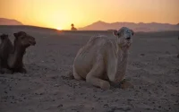 Retour des fortes chaleurs cette semaine au Maroc