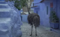 Maroc : pays des mille et une facettes (vidéo)