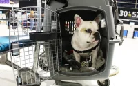Royal Air Maroc s'explique suite à la mort d'un chien dans un avion