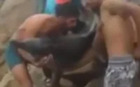 Mohammedia : le sauvetage d'un dauphin fait le buzz (vidéo)