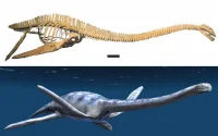 Le Maroc va récupérer son dinosaure mis aux enchères en France mais il devra payer