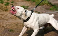 Un violeur qui menaçait ses victimes avec des chiens arrêté à Salé