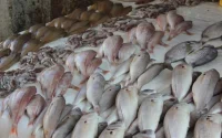 Le poisson marocain très prisé par les Espagnols