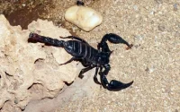 Marrakech : un mort après une piqure de scorpion