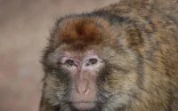 Les singes de l'Atlas souffrent d'obésité (vidéo)