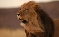 Le zoo de Casablanca bientôt fini (photos)
