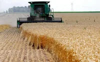 Maroc : les droits de douane pour le blé passent de 30% à 130%