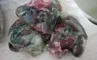 Maroc : quand la viande de l'Aïd Al Adha devient bleue (vidéo)