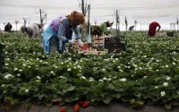 Espagne : 17% des saisonnières marocaines se sont évaporées dans la nature