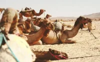 Maroc : une tonne de drogue à dos … de dromadaires
