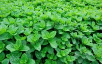 Maroc : destruction de champs de menthe contaminée