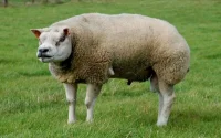 Aïd al-Adha : des moutons engraissés avec de ... la fiente de volaille