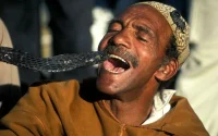 Marrakech : pour une photo avec un serpent, il demande 450 dirhams à une touriste